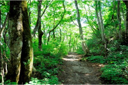 ブナの森ウォーク(ペア引換券)