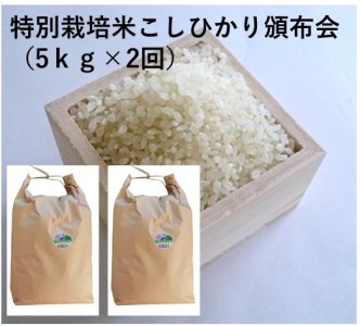特別栽培米こしひかり頒布会(5kg×2回)令和5年産新米