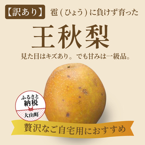 DS-27[訳あり梨]「ひょう」の被害を受けても力強く育つ王秋梨