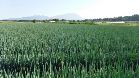 MS-28　大山の純白ねぎ（3㎏）