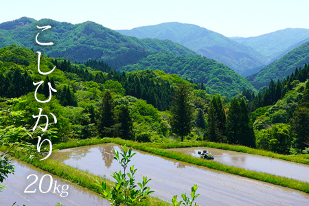 �y���āz�y20kg�z�V�� �ߘa7�N�Y ���쒬 ������ ������ (�ȂȂ���ڂ�) �R�V�q�J�� �^��p�b�N �� ���� ������ ���挧���쒬 �����Ђ���