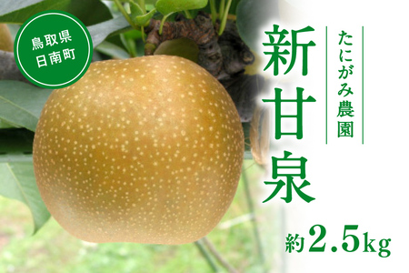 【先行予約】たにがみ農園 新甘泉梨 2.5kg(5～9玉) 梨 なし フルーツ 果物 くだもの 鳥取県 佐治 梨 なし ナシ