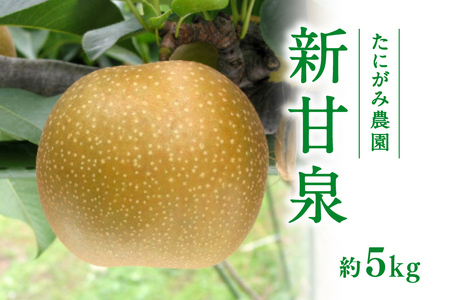 [先行予約]たにがみ農園 新甘泉梨 5kg(10〜18玉) 梨 なし フルーツ 果物 くだもの 鳥取県 佐治 梨 なし ナシ