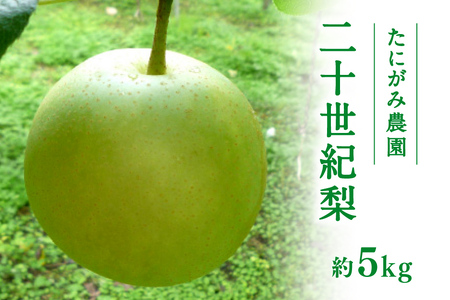 【先行予約】たにがみ農園 二十世紀梨 5.0kg(12～18玉) 梨 なし フルーツ 果物 くだもの 鳥取県 佐治 梨 なし ナシ