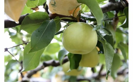 ��\���I�� 5kg ���挧�Y ��s�\���t JA �Ďq�I�ʏ� 2026�N���n�� �Ȃ� 5�L�� 0924