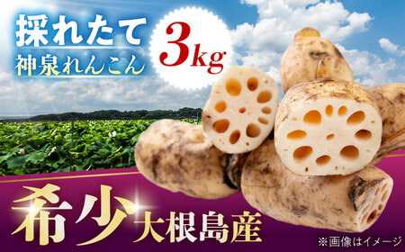 島採れ堀りたて 大根島産神泉れんこん 3kg 島根県松江市/株式会社ふぁーむ大根島[ALCB005]れんこん れんこん れんこん れんこん れんこん れんこん れんこん