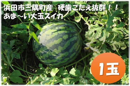 [先行予約]浜田市三隅町産の硬くて歯ごたえのある甘い大玉スイカ1玉[2025年7月中旬から発送] [1992]