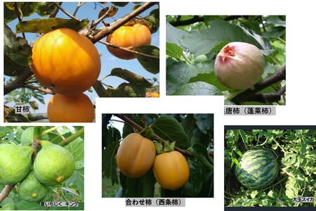 【先行予約】山陰浜田の無花果「キング」ほか果物5種セット【定期便】【113_2065】