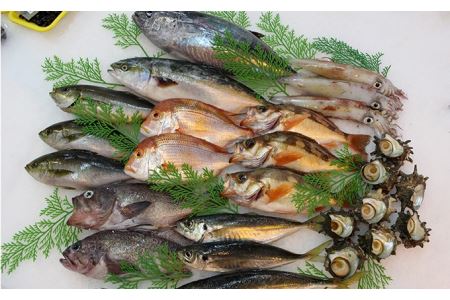 山陰浜田港水揚げ季節の鮮魚セット 魚介類 魚貝類 魚 鮮魚 季節の魚 旬の魚 セット 詰め合わせ 下処理済み [096_1694]