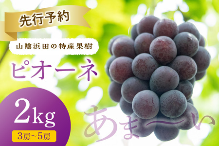 [先行予約][2025年産]山陰浜田の特産果樹ピオーネ(2kg)[8月下旬から発送開始予定] ふるさと納税 ぶどう ふるさと納税 ピオーネ ブドウ 葡萄 フルーツ くだもの 果物 [010_1945]