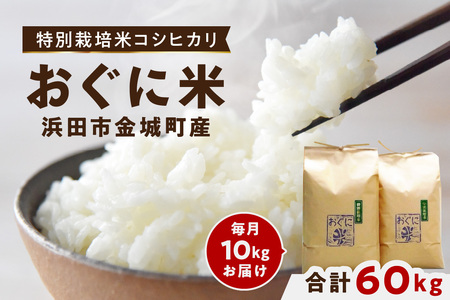 [定期便][令和6年産]浜田市金城町産コシヒカリ「おぐに米」10kg定期便(6回コース)[10月下旬以降の発送予定] 特別栽培米 定期便 10キロ 6回 米 お米 こしひかり 白米 特産品 お取り寄せ 精米 小分け [862]