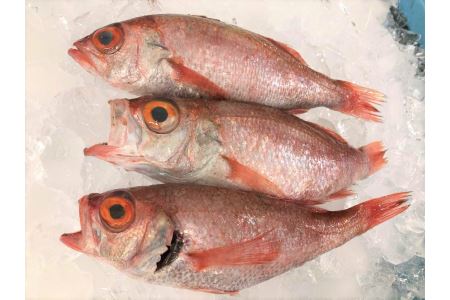 旨脂!のどぐろ(鮮魚)3〜4匹(計800g程度) 魚 鮮魚 海鮮 のどぐろ 冷蔵 高級魚 下処理済 煮付け 塩焼き (のどぐろ )[1523]