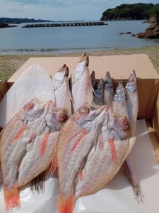 しまね浜田の美味しい のどぐろ カレイ 白イカ 沖キス 一夜干しセット 魚介類 魚貝類 魚 干物 一夜干し セット 詰め合わせ [161_1708]