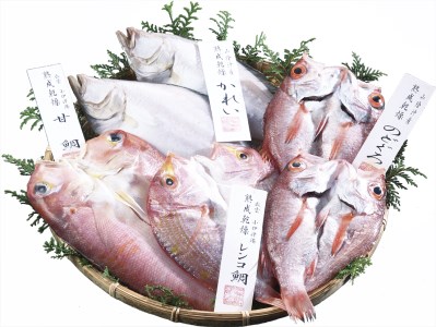 島根県出雲市のふるさと納税でもらえる鯛・のどぐろ のどぐろの返礼品