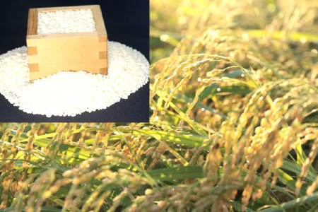 ʂނ 20kgys\   ͂  20L 2025NY ߘa7NYz