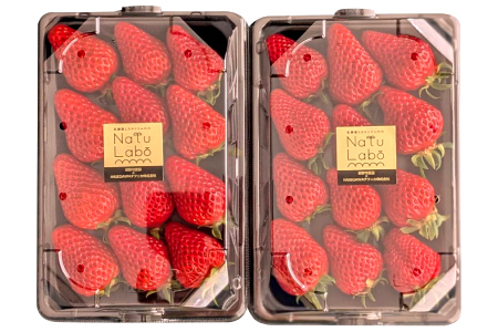 益田のいちご ほしうらら[いちご 苺 イチゴ ストロベリー strawberry 果物 くだもの フルーツ 益田いちご ほしうらら ギフト 冷蔵 先行予約 期間限定 季節限定 数量限定 早期予約 島根県 益田市]