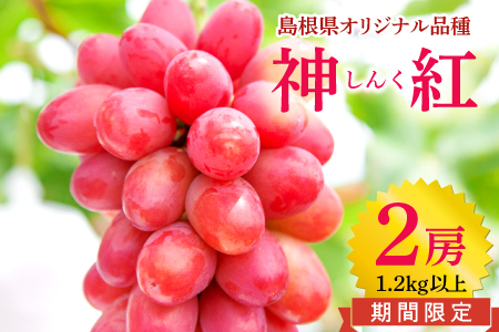 しんく!シンク!神紅!2房入り1.2kg以上[先行予約 神紅 2房 島根県オリジナル品種 高糖度 皮ごと 種なし ぶどう ブドウ 葡萄 果物 くだもの フルーツ 数量限定 季節限定 ギフト 贈り物 贈答]
