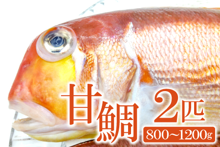 甘鯛(2匹) 800g〜1.2kg
