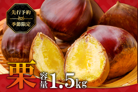 [先行予約]里山の栗 1.5kg[栗 菓子 くり フルーツ 果物 くだもの 先行予約 期間限定 早期予約 季節限定 モンブラン 焼き栗 秋 栗ご飯 おやつ]