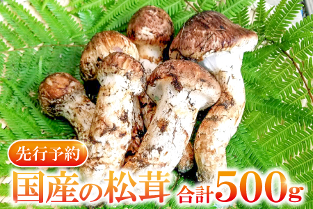 国産まつたけ 500g