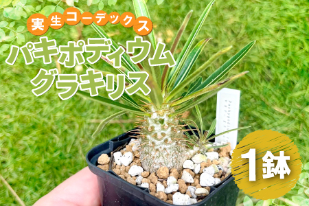 実生コーデックス(塊根植物)パキポディウムグラキリス1鉢