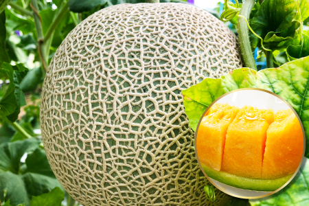 A-549 ys\zʑ傫ȐԓA[X 1ʁi2kgȏjy ߂ s\ ԓ Ԍ Gߌ ʕ t[c }XN A[X  1 2kgȏz