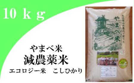 [精米]減農薬米(こしひかり100%)10kg[お米 10kg 令和6年産 先行予約 2024年産 コシヒカリ 島根県産 大田市産 米 おこめ 精米 エコロジー米 エコファーマー認定 減農薬 減化学肥料]