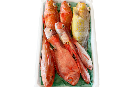 [12回定期便]大田市からお届け!旬のお魚セット[鮮魚 約5kg 定期便 12回 月1回 冷蔵 旬 魚 さかな 天然 天然魚 新鮮 地魚 産地直送 水揚げ次第発送 おまかせ セット 詰め合わせ お取り寄せ 大田市 和江漁港]