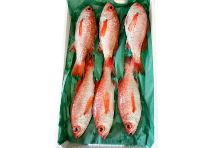 中サイズ!極上のどぐろ(水揚げ次第発送)[のどぐろ あかむつ ノドグロ 2尾 魚 さかな 旬 国産 高級魚 地魚 水揚げ直後 新鮮 冷蔵 ノンフローズン お取り寄せ 季節限定 大田市]