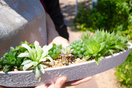 ハオルチアの寄せ植え[多肉植物 植物 グリーン よせうえ 観葉植物 手植え 癒し インテリア ナチュラル かわいい 自然 プレゼント ギフト 贈り物]
