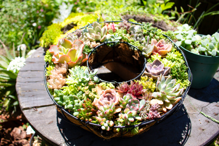 多肉植物のリース型寄せ植え[多肉植物 植物 グリーン おすすめ 約30種 よせうえ 観葉植物 手植え 癒し インテリア ナチュラル かわいい 自然 プレゼント ギフト 贈り物]