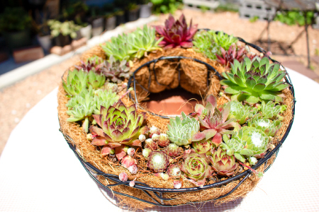 センペルビウムのリース型寄せ植え[多肉植物 植物 グリーン おすすめ よせうえ 観葉植物 手植え 癒し インテリア ナチュラル かわいい 自然 プレゼント ギフト 贈り物]