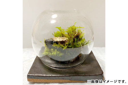 苔のしずく[ 苔 こけ テラリウム 飾り インテリア お洒落 唯一無二 自然 ]