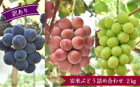 [先行受付・訳あり] 安来ぶどう詰め合わせ 2kg [3〜4房 数量限定 期間限定 おまかせ 家庭用 先行 予約 ピオーネ 巨峰 クインニーナ 安芸クイーン シャインマスカット 瀬戸ジャイアンツ いずれかの種類 ランダム 島根県 安来市]