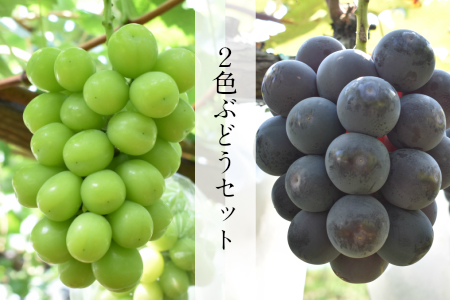 [先行受付] 2色詰め安来ぶどう詰合せ 約1.4kg[2〜3房 ピオーネ 巨峰 クインニーナ 安芸クイーン シャインマスカット 瀬戸ジャイアンツ 2種 お任せ 旬 詰め合わせ 先行 予約 冷蔵配送 フルーツ 島根県 安来市]