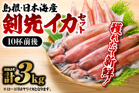 鮮魚セットC【イカ（10杯前後）計約3kg】【YM-3】｜ 送料無料 イカ 島根 山陰 日本海産 魚介類 魚貝類 海産 海産物 いか 鮮魚 剣先イカ ヤリイカ けんさきいか やりいか 焼イカ おかず つまみ 下処理済 煮付け 刺身 さしみ 厳選｜