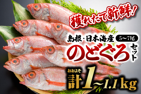 のどぐろ5〜7尾(約1kg〜1.1kg) 鮮魚セットF| 漁解禁 受付再開 鮮魚 新鮮 魚介 のどぐろ ノドグロ 島根のどぐろ 焼き魚 煮付け 鮮魚 新鮮 海鮮(6月〜8月下旬まで禁漁)YM-6