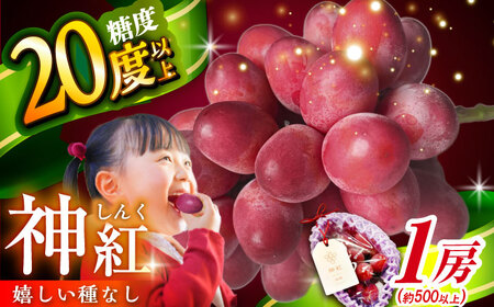 ぶどう【2026年先行予約】【8月初旬頃から順次発送】「神紅」1房 500g以上  [AIAA001] フルーツ