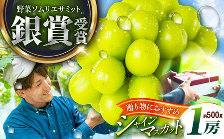 【2025年先行予約】【数量限定】【贈答用】旬の味わいを産地直送で！シャインマスカット 1房（約500g）秀品・化粧箱入り 島根県雲南市/ギアファーム[AIAB003]