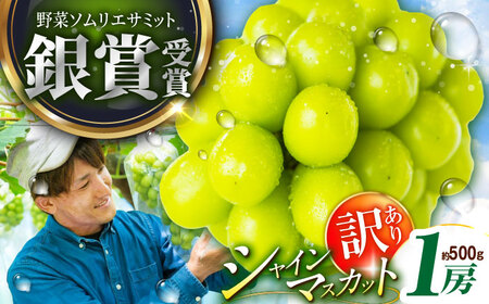 【2025年先行予約】【数量限定】【ご自宅用】旬の味わいを産地直送で！シャインマスカット 1房（約500g）簡易包装 訳あり 島根県雲南市/ギアファーム[AIAB004]