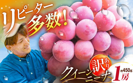[2025年先行予約][数量限定][ご自宅用]リピーターが続出中!クイーンニーナ 1房(約450g)簡易包装 訳あり 島根県雲南市/ギアファーム[AIAB006]