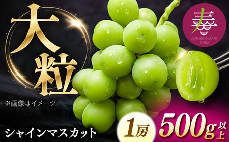 [先行予約][8月中旬より順次発送][50個限定][贈答用]シャインマスカット1房 / シャインマスカット 果物 フルーツ ギフト 新鮮 / 島根県雲南市 / 寿ぶどう縁[AIEM001]