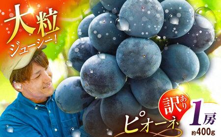 [2026年先行予約]ぶどうピオーネ 1房 [AIAB014] 訳あり ぶどう 簡易包装 1万円