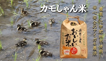 [3回定期便]令和6年度産島根県飯南町産コシヒカリ 「カモしゃん米」5kg [ こしひかり お米 農家直送 無農薬 化学肥料不使用 玄米 精米 選択可能 安心 安全 新米 令和6年度産 D-53]