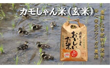 令和6年度産コシヒカリ カモしゃん米(玄米) 5kg[アイガモ農法 農薬不使用 安心 米 コメ こしひかり A-151]