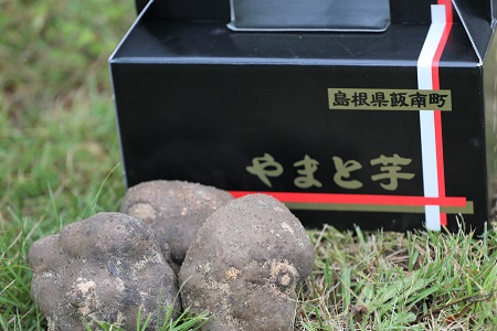 島根県飯南町産ヤマトイモ(つくね芋)約500g×3個[とろろ 大和芋 やまといも A-30]