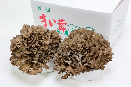 島根県飯南町産 生舞茸セット 約400g×2株[きのこ キノコ 贈答用 ギフト まいたけ A-93]