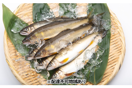 [一級河川・江の川の恵み]島根県産 天然鮎 約800g