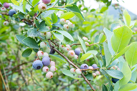 [2026年7〜8月][時間無制限]ブルーベリー食べ放題 2名分