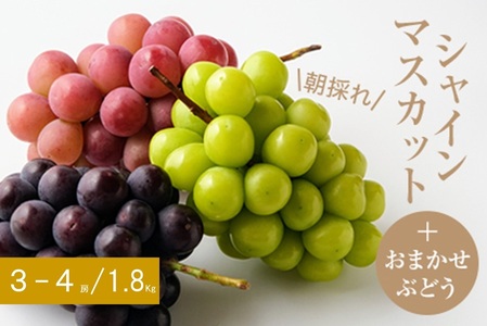 y2026N9ȍ~z(̂)VC}XJbg+܂Ԃǂ@v3`4[E1.8kgyzsnFzy1361999z